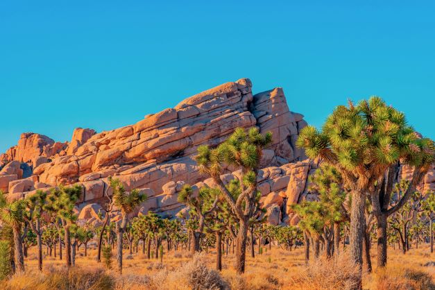 Joshua trees and sandstone rock formations in Joshua Tree National Park