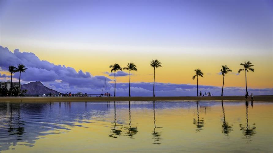 Palm trees along the lagoon of Hilton Hawaiian Village