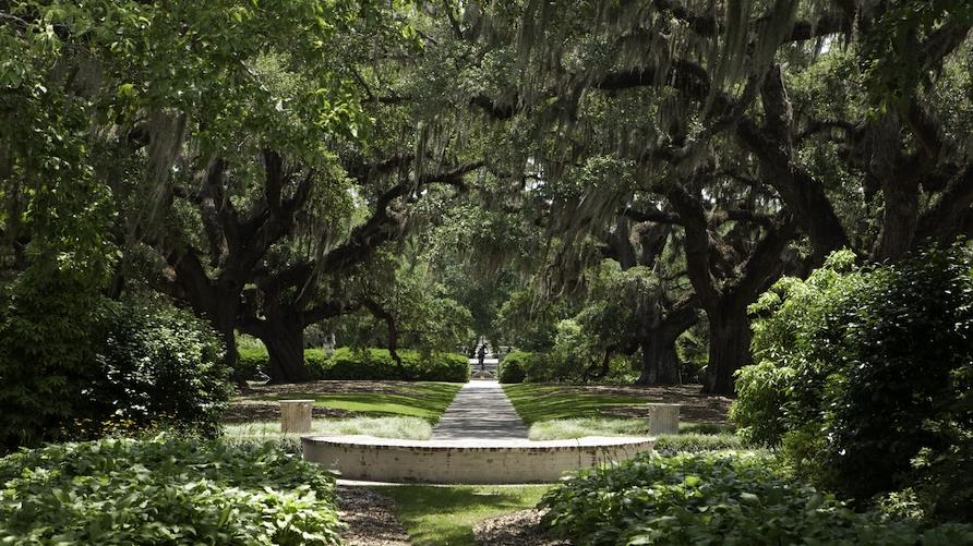 Pathway with large leafy trees and spanish moss overhanging both sides to form a leafy sunlit tunnel.