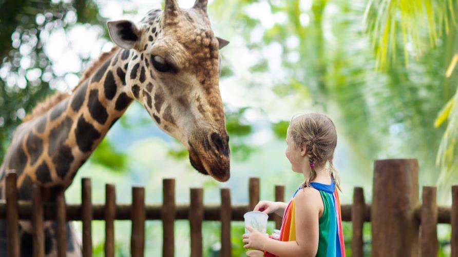 Young child feeding giraffe. 