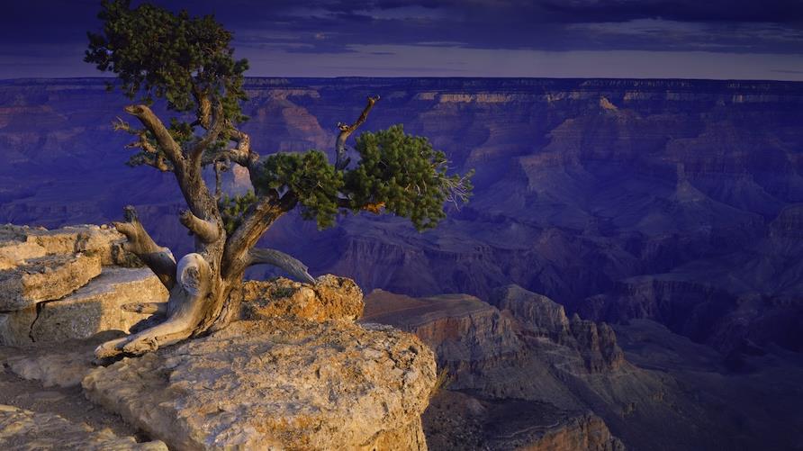 Lone tree sits at the edge of a cliff overlooking the vastness of the Grand Canyon in Arizona, at sunset. Distant cliffs bathed in evening colors of indigo light set against red rock.
