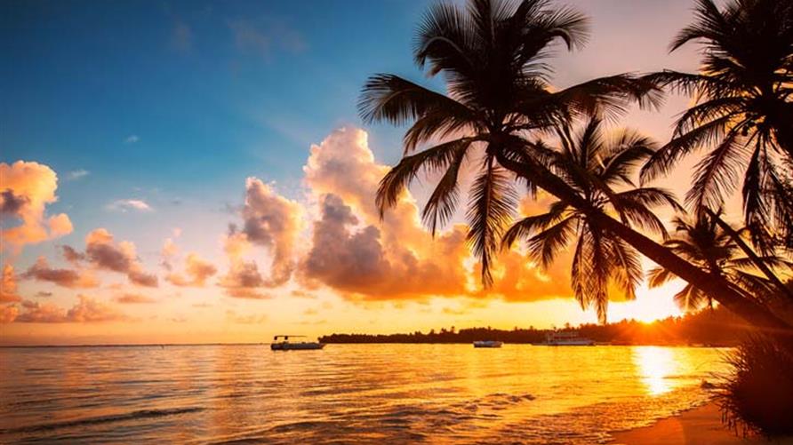 Palm tree silhouette with the Hawaiian sunset in the background. 