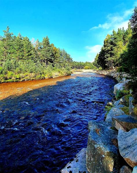 River flowing through a forest