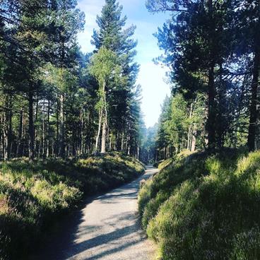 Small walking path cutting through a green forest