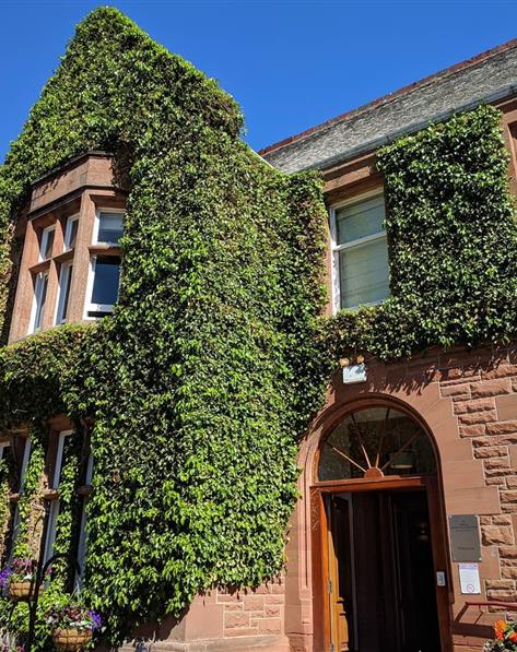 Ivy covered building