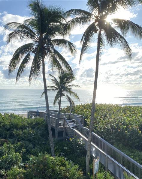 Palm trees around a boardwalk to the ocean