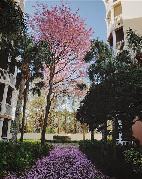 Walking path lined with trees among the resort.