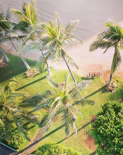 Overhead of palm trees next to the beach