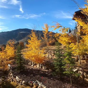 Forest in fall colors with a mountain in the background.
