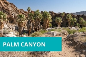 Palm Canyon