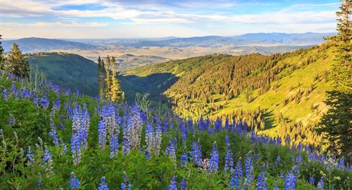 Blue flowers dot a hill side in Park City, Utah.